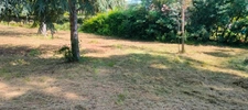 A vendre Terrain de 2200 m2, plat, arboré et clôturé à SAN NICOLAO (HAUTE CORSE)