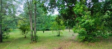 A vendre Terrain de 2200 m2, plat, arboré et clôturé à SAN NICOLAO (HAUTE CORSE)