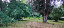 A vendre Terrain de 2200 m2, plat, arboré et clôturé à SAN NICOLAO (HAUTE CORSE)