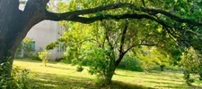 A vendre Terrain de 2200 m2, plat, arboré et clôturé à SAN NICOLAO (HAUTE CORSE)