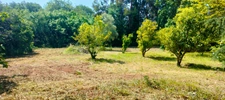 A vendre Terrain de 2200 m2, plat, arboré et clôturé à SAN NICOLAO (HAUTE CORSE)