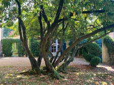 Marciac (32) VERY ELEGANT MANOR HOUSE, requiring no work, with an artist's house or gîte, walled centuries-old park