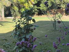 PLAISANCE(32) du Gers: AUTHENTIQUE LONGERE XVIIIs de 240m2, 4chambres, sur jardin paysagé clos de 2.500m2 et piscine hors sol, possibilité de chambres d hotes et/ou petit gîte ou accueil d'un parent,