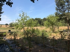 MARCIAC (32): Former seigniory, beautiful 14th-century castle on +3hectares, hidden at the end of the road, no neighbors, in the countryside, 500m2 of living space, heated swimming pool, discover the 