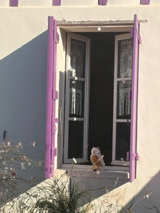 PLAISANCE (32) centre, élegante MAISON DE MAITRE XVIIIs, sans travaux, 190m2 sur 800m2 de jardin clos et paysagé, belle dépendance, chauffage central , 4chambres dont 1 au rez-de-chaussée, salon 44m2