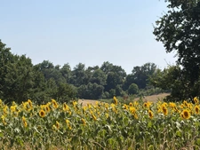  PLAISANCE (32); AUTHENTIC GASCONNE HOUSE 300M2 in its original condition, somewhat hidden, 1HA large outbuildings...