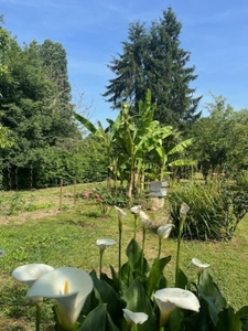  PLAISANCE (32): SANS TRAVAUX, MAISON XVIIIs restaurée avec élégance SUR 240M2 habitables, 6600m2 de jardin,géothermie,  puits, géothermie, grandes dependances environnement bucolique 
