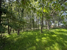 Nogaro(32) 7 km, ANCIENNE METAIRIE GASCONNE 280m2 dont 160m2 habtiables sur 4.5ha, au bout d'un long chemin, CACHEE, SANS VIS A VIS, 5 ha de bois et terres, AU CALME, dépendances, rare