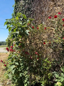  PLAISANCE (32); AUTHENTIC GASCONNE HOUSE 300M2 in its original condition, somewhat hidden, 1HA large outbuildings...