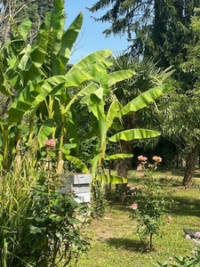  PLAISANCE (32): SANS TRAVAUX, MAISON XVIIIs restaurée avec élégance SUR 240M2 habitables, 6600m2 de jardin,géothermie,  puits, géothermie, grandes dependances environnement bucolique 