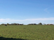 Dpt (32) NOGARO nearby, ELEGANT NOTABLES' HOUSE, economical, from the 19th century, 600M2, centuries-old park, U-shaped outbuildings, 11 ha, no work required, 