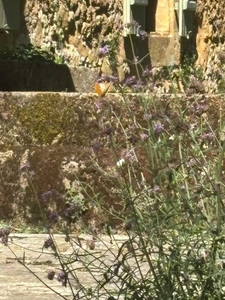 MARCIAC(32) proche: AUTHENTIQUE MOULIN SEIGNEURIAL d'EXCEPTION  des XIV-XVIIIs, caché, avec son bief baignable, 1.5 HECTARE, élégante rénovation, meublé, tennis, RARE