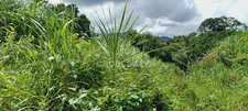 Dépt Martinique (972) à vendre Terrain GROS-MORNE 5303,00 m²  - 459 000 €