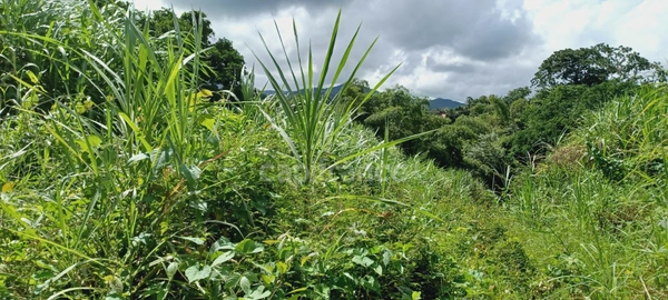 Dépt Martinique (972) à vendre Terrain GROS-MORNE 5303,00 m²  - 459 000 €