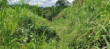 Dépt Martinique (972) à vendre Terrain GROS-MORNE 5303,00 m²  - 459 000 €