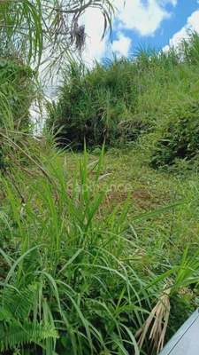 Dépt Martinique (972) à vendre Terrain GROS-MORNE 5303,00 m²  - 459 000 €