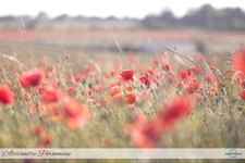 à vendre Terrain constructible 300 m² LAGORD (17)