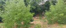 Terrain à vendre  MONTPELLIER (34)