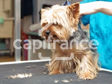 EXCLUSIVITE Deauville disponible immédiatement local commercial tous commerces 40 m2, vitrine 8 m, proche place Morny, excellente visibilité, flux piétons et voitures