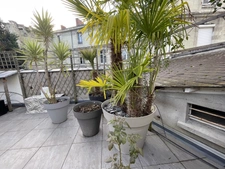 PRODUIT UNIQUE SUR SAUMUR CENTRE  120M2 HABITABLE 3 CHAMBRES  100M2 DE TERRASSE 1 PLACE DE PARKING PRIVATIVE