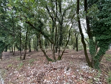 Terrain à vendre  16300m² SAINT PANTALY D'EXCIDEUIL (24)