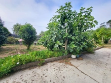 Maison à vendre 4 pièces ROSCANVEL (29)