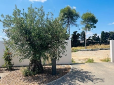 New real estate development of 3 units in Perpignan (66000)