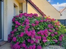 Maison à vendre 8 pièces P8 BOIS D'ARCY (78)