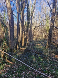 Parcelle boisée de près de 2000m² à  RONQUEROLLES (95)