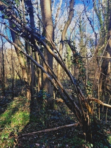 Parcelle boisée de près de 2000m² à  RONQUEROLLES (95)