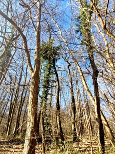 Parcelle boisée de près de 2000m² à  RONQUEROLLES (95)