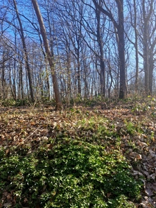 Parcelle boisée de près de 2000m² à  RONQUEROLLES (95)