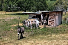 Maison d'habitation rénovée à vendre 7 pièces THUSY (74), terrain de 1ha 40a 83ca