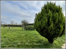 Dpt Deux Sèvres (79), for sale PROPERTY POMPAIRE sector, house and gîte P9 - land of approximately 2495 m²
