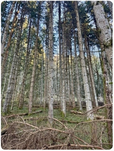 Ensemble de parcelles Naturelles ARACHES LA FRASSE (74)