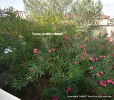 Maison à vendre 6 pièces VILLEURBANNE (69)