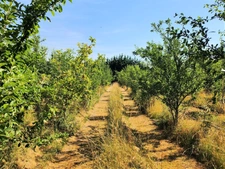 Belle longère avec dépendances - 6 pièces -  BEAUMONTOIS EN PERIGORD (24)