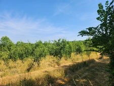 Belle longère avec dépendances - 6 pièces -  BEAUMONTOIS EN PERIGORD (24)
