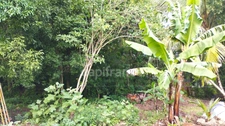 Terrain à vendre de 1 000,00 m² MORNE A L'EAU (971)PROJET HABITATION OU PROFESSIONNEL