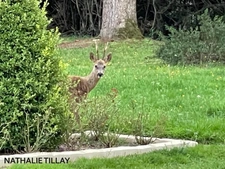 Sologne Plateau, country estate for sale: 33-hectare park, swimming pool, tennis court, typical Sologne biotope: woods, forest, meadows, ponds, small game hunting and fishing. Near Orleans. 