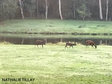 Sologne Plateau, country estate for sale: 33-hectare park, swimming pool, tennis court, typical Sologne biotope: woods, forest, meadows, ponds, small game hunting and fishing. Near Orleans. 