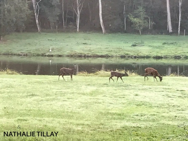 Plateau de Sologne, propriété d'agrément a vendre : Parc de 33 ha, piscine, tennis, biotope Solognot: bois, foret , prairies , étangs , petite chasse et peche. Proche Orleans, 