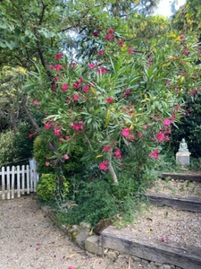 Maison à vendre 6 pièces SAINT JULIA (31)