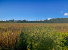 Maison P6 à vendre, 6 pièces a vendre-  NEAUPHLE LE CHATEAU (78640)