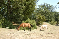 Equestrian Estate with Cottages 20 minutes from Châtellerault