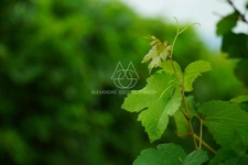 Rare opportunité… Vignoble en appellation Vouvray de 20 ha.