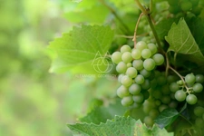 Rare opportunité… Vignoble en appellation Vouvray de 20 ha.