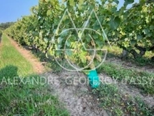 Rare opportunité… Vignoble en appellation Vouvray de 20 ha.