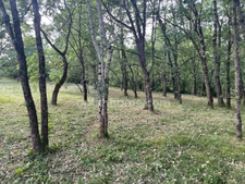 TERRAIN BOISE 1181 M²