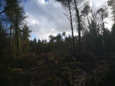 parcelle boisée de 8 hectares proche de Moncontour 
